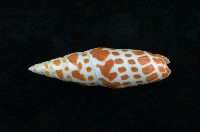 藏品(錦鯉筆螺)的圖片